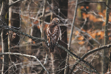 Hawk Bird Perched in a Tree Looking for Food
