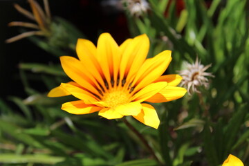 yellow flower in the garden