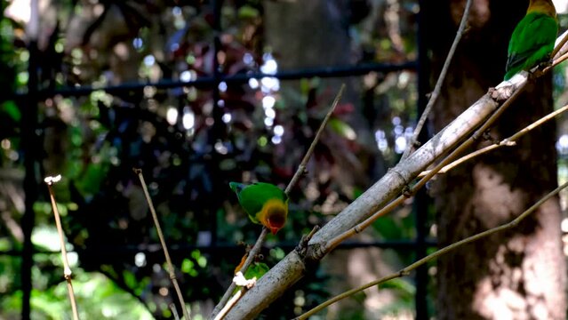Small parrots at national park in Mauritius
