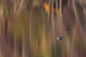 Female hooded merganser