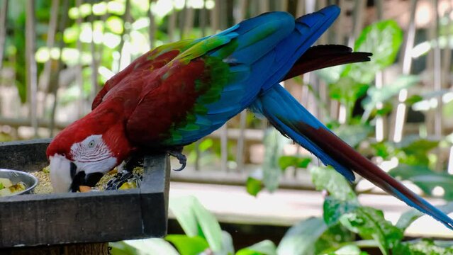 Eating parrot at Mauritius national park