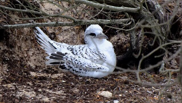 Hiding seabird at Mauritius island