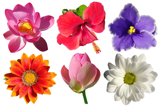 Fototapeta Six different flowers isolated on a white background.