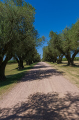 Fototapeta na wymiar Beautiful dirt path with center olive trees around it
