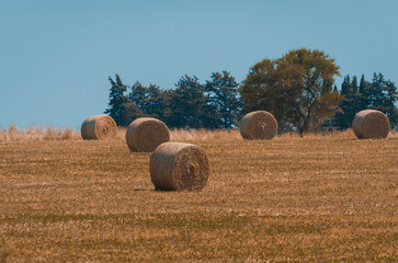 Panoramic view of hay bales in a Uruguayan farm field. Clear sky - 485936409