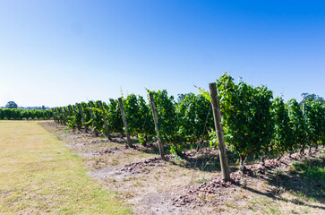 Beautiful vine of European grapes in Uruguayan winery in Canelos region.
