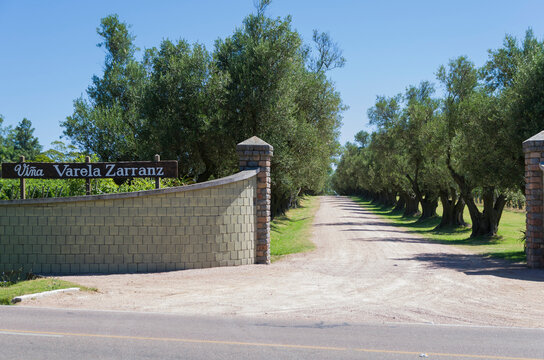 Canelones, Uruguay - 13th January 2022 -  Beautiful vine of European grapes in Uruguayan Varela Zarranz winery
