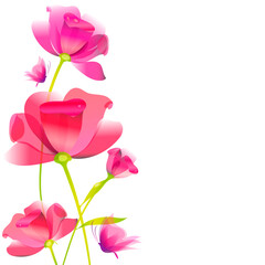 pink rose isolated - 485937652