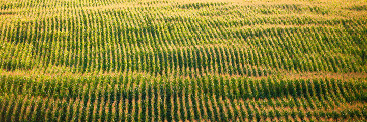 Agricultural corn field extending to the horizon.