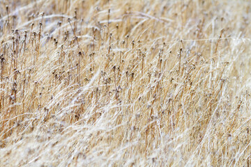 close up of dry grass