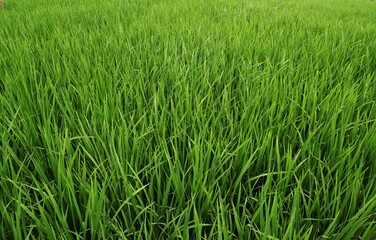 Fresh Green Rice Field in Metro, Lampung, Indonesia. Wonderful Indonesia. Beautiful Green Background