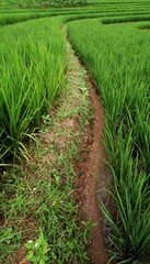 Naklejka premium Beautiful Terraced Green Rice Field in Metro, Lampung, Indonesia. Wonderful Indonesia Landscape. Beautiful Green Background