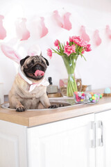 Funny pug dog with bunny ears in kitchen on Easter eve