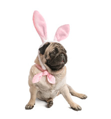 Funny pug dog with bunny ears on white background. Easter celebration