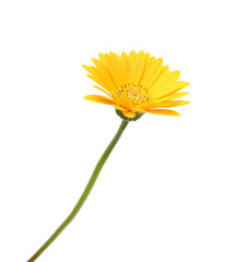 Stack colorful Gerber flowers  isolated on white