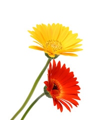 Stack colorful Gerber flowers  isolated on white