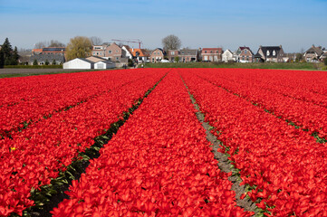 Tulip field