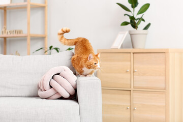 Cute red cat on sofa in living room