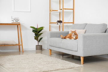 Cute red cat lying on grey sofa in living room