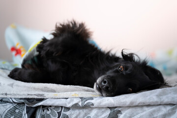Czarny psiak leży na boku na łóżku 