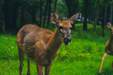 deer sticking tongue out