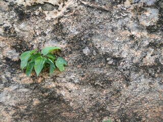 plant in the ground