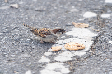 Bird eating cookies