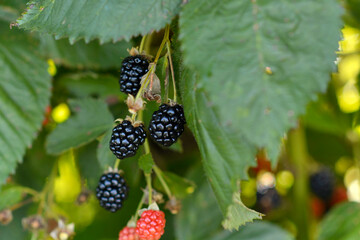 Ripe Blackberrries on the Bush 