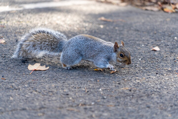 squirrel eating on pavement
