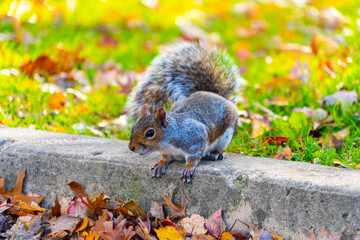 squirrel in the park