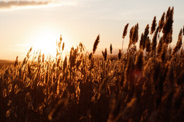 Sunset landscape, field, grass, sky