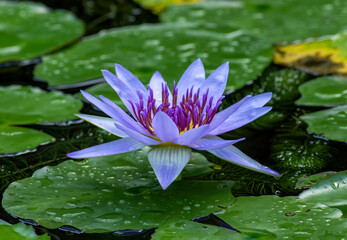 A lotus water lily flower stands out in an ornamental water garden pond. 