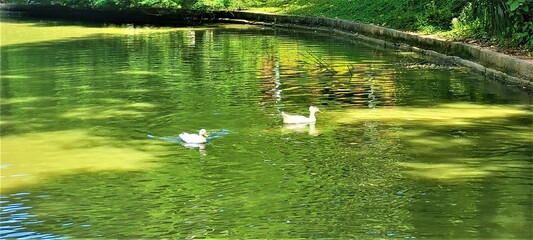 Patos nadando em lago de um parque