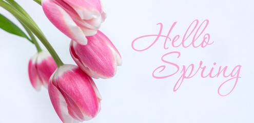 Spring background - spring composition of tulips and the inscription Hello Spring on a white background. Banner. Copy space.
