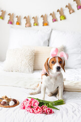 Cute Beagle dog with bunny ears, flowers and Easter eggs on bed