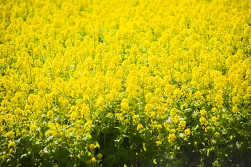 一面に咲く満開の菜の花　	