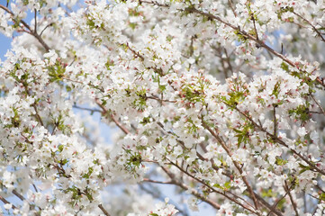 番所丘公園の満開の桜を近接撮影
