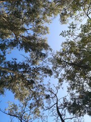 palm trees in the nature