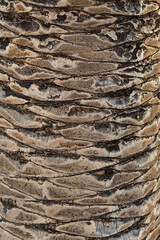 Palm tree trunk detail of the background pattern. Palm tree trunk texture .Cracked bark of old tropical palm trees. Upper trunk detail of palm tree background texture pattern. Exotic travel. Jungle