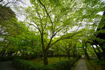 Fototapeta premium 真如堂の新緑風景