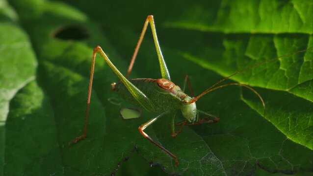 A long-horned grasshopper on a leaf. Also known by the names katydid and bush cricket 