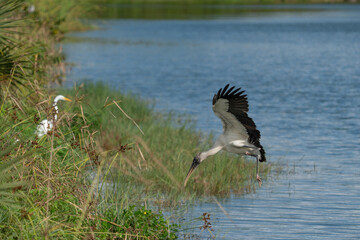 Wood stork landing