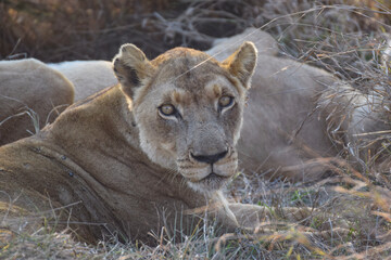 Lion lying on savannah grass. South Africa