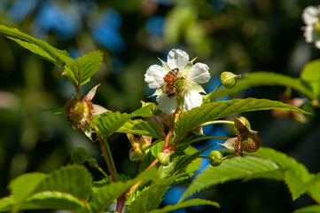 Sydney Australia, bee on white flowers of of fruit tree