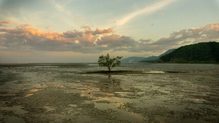 The lonely Mangrove Tree