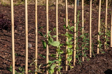 Fototapeta na wymiar Sydney Australia, row of garden stakes supporting young sweet pea plants