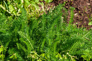 Sydney Australia, green feathery leaves of a achillea millefolium or yarrow plant in garden