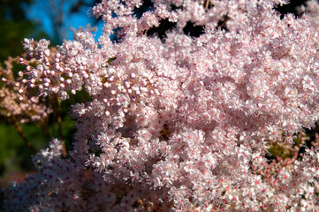 Sydney Australia, flowers of a filipendula palmata or meadowsweet plant native to China.