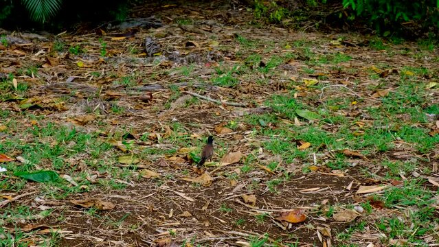 Bird in the Mauritius forest