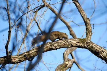 西日に照らされている木を移動するタイワンリス